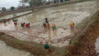 पहली बारिश से किसानों में खुशी, खेतों में शुरू हुई धान की रोपाई। #मैनपाट #छत्तीसगढ