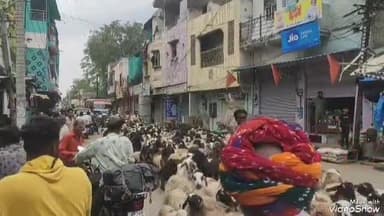 सुनेल: सुनेल में बाईपास होने के बावजूद भी कस्बे के अंदर से निकल रहे हैं भेड़ पालक, जाम लगने से लोग परेशान