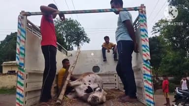 पतरातू: भुरकुंडा के रिवर साइड क्षेत्र में बिजली के पोल की करंट से एक गाय की हुई मौत