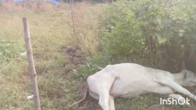 नईसराय: ग्राम महिदपुर में बिजली के तार से 5 मवेशियों को लगा करंट, पांचों की हुई मौत