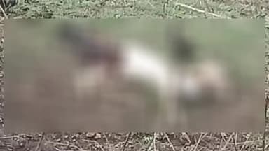 बीना: ग्राम पार में अज्ञात वाहन की टक्कर से हिरण की मौत, गौ सेवा समिति ने मृत हिरण को वन विभाग के किया सुपुर्द