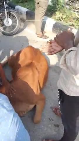 कपासन: @विधानसभा क्षेत्र कपासन, #पुराना बस स्टैंड, #खादी भंडार के समीप करंट लगने से गाय गंभीर रूप घायल #