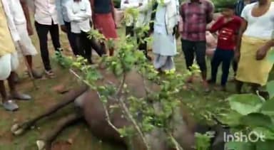 टीकमगढ़: बड़माडई खास गांव में आकाशीय बिजली गिरने से भैंस की हुई मौत के सामने पुलिस को दी सूचना