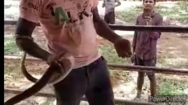 जगदलपुर: धरमपुरा बॉयज हॉस्टल से धामना सांप का बीआरओ स्नेक रेस्क्यू टीम ने किया रेस्क्यू