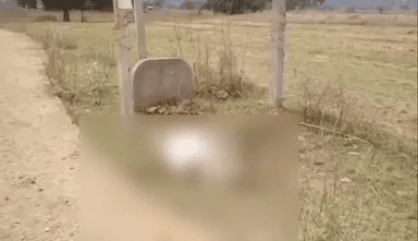 सिंगरौली: ग्राम रमडिहा में ट्रांसफार्मर के नीचे करंट की चपेट में आने से 1 गोवंश की मौके पर हुई मौत