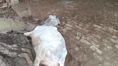 बलरामपुर समाचार भूख प्यासा अ व्यवस्था के कारण दम तोड़ रही गोवंश मामला गो आश्रय केंद्र भीखपुर विकासखंड बलरामपुर का है जहां पर आज दिनांक 2 जुलाई 2023 को एक तरफ से 6 गोवंश या तो दम तोड़ चुके हैं या दम तोड़ने की कगार पर मिलना जुलना भी उनका बंद