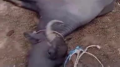 हज़ारीबाग: दिनकर नगर में करंट लगने से मवेशी की हुई मौत