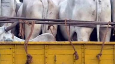 रॉबर्ट्सगंज: रामपुर बरकोनिया के डेरा पहाड़ी के पास से पुलिस ने 26 गोवंश पशुओं के साथ एक तस्कर को किया गिरफ्तार, भेजा जेल