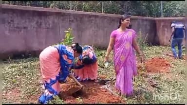 ଚମ୍ପୁଆ: ରଜିଆ ପଞ୍ଚାୟତ କାର୍ଯ୍ୟାଳୟ ପରିସରରେ ବନ ମହୋତ୍ସବ ପାଳିତ, ଯୋଗଦେଲେ ବିଧାୟିକା