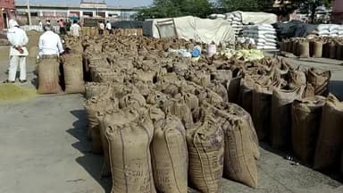 मेड़ता: जारोड़ा, पादुकला सहित 5 केंद्रों पर सरसों खरीद की तारीख़ बढ़ाई गई, अब 14 जुलाई तक होगी सरसों की खरीद