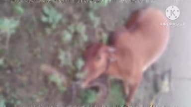 समुद्रपूर: बोथुडा येथे विजेच्या प्रवाहाने दोन व्यक्ती जखमी एक बैल ठार