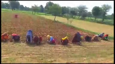 लवाण: लवाण में बारिश होने के बाद खरीफ की फसल में उगी खरपतवार, निराई कार्य के लिए ₹400 प्रतिदिन में भी नहीं मिल रहे मजदूर