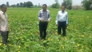 चित्तौड़गढ़: उद्यानिकी विकास मिशन के अंतर्गत जिले के 23500 किसानों को सब्जियों के 20 मिनी किट का निशुल्क वितरण किया जाएगा