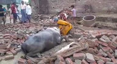 जलेसर: गदेसरा गांव में दीवार गिरने से एक भैंस की हुई मौत, एक महिला व भैंस हुई घायल