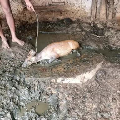 बतौली: कुत्तों के काटने से घायल कोटरा बतौली के लगरू पारा बस्ती में पहुंचा, ग्रामीण जनों ने पुलिस के हवाले किया