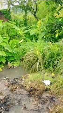 गदरपुर: खानपुर पश्चिम गदरपुर उधम सिंह नगर के प्राइमरी विद्यालय के बराबर में जलभराव नालाऔर पुलिया नहीं हुई की गई सफाई।#dmusn