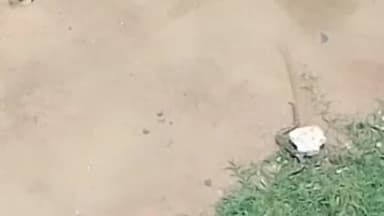 पालीगंज: नगर पंचायत पालीगंज के कार्यालय के अंदर सांप निकलने से अफरा-तफ़री, कर्मचारी कार्यालय छोड़कर बाहर भागे