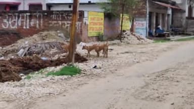 प्रयागराज: शहर में आवारा कुत्तों की बढ़ती आबादी को रोकने के लिए शम्स नगर में बन रहे एनिमल बर्थ कंट्रोल सेंटर का 12जुलाई  को उदघाटन