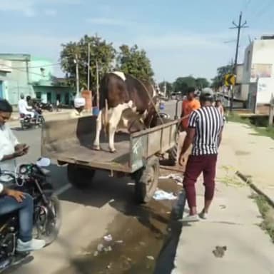 धनौरा: गजरौला हाईवे पर घूम रहे आवारा पशु कावड़ियों को हो सकती है दिक्कत डीएम ने दिए गौशाला भिजवाने के आदेश