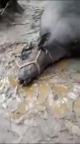 बरेली:-के बिथरी चैनपुर के इज्जतनगर थाना क्षेत्र के गांव के अहेलादपुर पुर में आकाशीय बिजली गिरने से तीन भैंसों की मौत