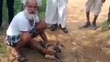 जतारा: बम्होरी खास गांव में राष्ट्रीय पक्षी मोर की विद्युत करंट लगने से हुई मौत