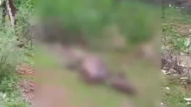 सिमरिया: हरदुआ ग्राम में पुलिस चौकी के पास विद्युत पोल में करंट आने से भैंस की हुई मौत