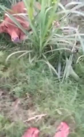 बुढ़ाना: पलड़ी गांव में अज्ञात वाहन आवरा गोवंश को गिराकर हुआ फरार