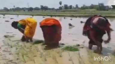 धनरुआ: मोरियावां गांव विधायक रेखा देवी ने किसानों के साथ खेत में उतरकर किया धान की रोशनी।।