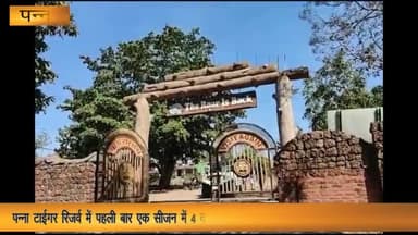 पन्ना: टाइगर रिजर्व में पहली बार एक सीजन में 4 करोड़ रूपए से अधिक की आय हुई प्राप्त, फील्ड डायरेक्टर बृजेंद्र झा ने दी जानकारी