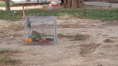 जब दो पंछी #पिंजरे में होते हैं तो तीसरा #पक्षी अपने आप देखो कितने प्यार से #खाने का दाना लेकर आ रहा है