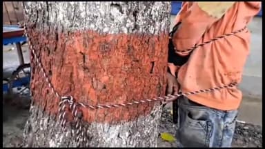 अररिया: काली बाजार वार्ड नंबर 14 में घर में चोरी करते एक चोर को लोगों ने पकड़ा पेड़ से बांधकर की पिटाई सूचना पर पहुंची पुलिस