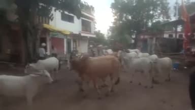 पचोर: सुल्तानिया में लाखों की लागत से गौशाला बनने के बाद भी सड़कों पर भटक रहा गोवंश, ग्रामीणों ने वीडियो किया वायरल