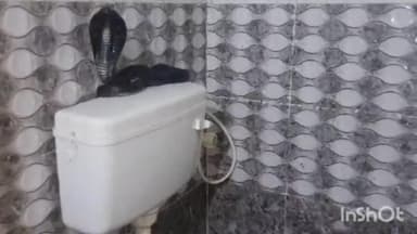 लाडपुरा: काला तालाब कॉलोनी के एक मकान के बाथरूम में घुसा कोबरा सांप, स्नेक कैचर ने सांप का किया रेस्क्यू