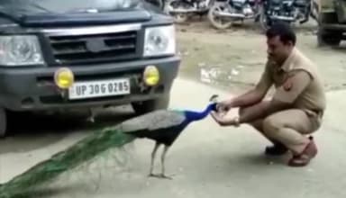 सवायजपुर: अरवल थानाध्यक्ष का मोर से दोस्ती का वीडियो वायरल, हाथ पर रखी नमकीन खाता दिखा राष्ट्रीय पक्षी