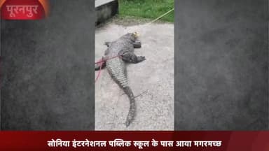 पूरनपुर: हजारा सोनिया इंटरनेशनल पब्लिक स्कूल के पास आया मगरमच्छ, वन विभाग ने रेस्क्यू कर जंगल मे छोड़ा