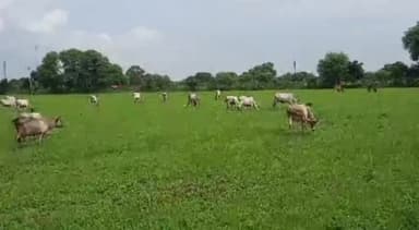 मऊरानीपुर: मऊरानीपुर बुढ़िया फसलों को बचाने के लिए पुरषों के साथ महिलाएं भी कंधे से कंधा मिलाकर कर रही खेतों की पहरेदारी।