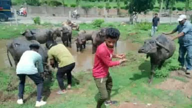 सागर नगर: नगर निगम द्वारा मुख्य मार्गों पर घूमने वाले पशुओं को जप्त करने की कार्रवाई प्रारंभ की गुरुवार को कृष्णगंज वार्ड से 9 भैं