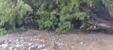 बिसौली: दिसोलीगंज गांव के पास विशाल पाकड़ का पेड़ गिरने से मुरादाबाद फर्रुखाबाद हाईवे पर 4 घंटे से आवागमन हुआ ठप