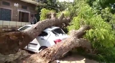 जोधपुर: आखलिया चौराहा स्थित बलदेव नगर में नगर निगम के कार्यालय के बाहर गिरा पेड़, कार हुई क्षतिग्रस्त
