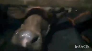 कानपुर: गोविन्द नगर में पकड़ी गई अवैध पशुओं से लदी गाड़ी, पुलिस जांच में जुटी