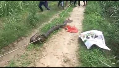हापुड़: कनिया के जंगल में करीब 15 फुट लंबा निकला विशाल अजगर, वन विभाग की टीम ने अजगर का किया रेस्क्यू