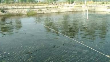 कटकमदाग: वर्षों से कूद तालाब की सफाई नहीं होने से पानी हुआ प्रदूषित, नगर आयुक्त से की गई तालाब सफाई कराने की मांग