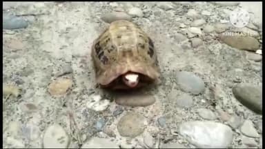 बगहा: बगहा के एक घर में मिला दुर्लभ प्रजाति का कछुआ, वन विभाग ने जंगल में छोड़ा