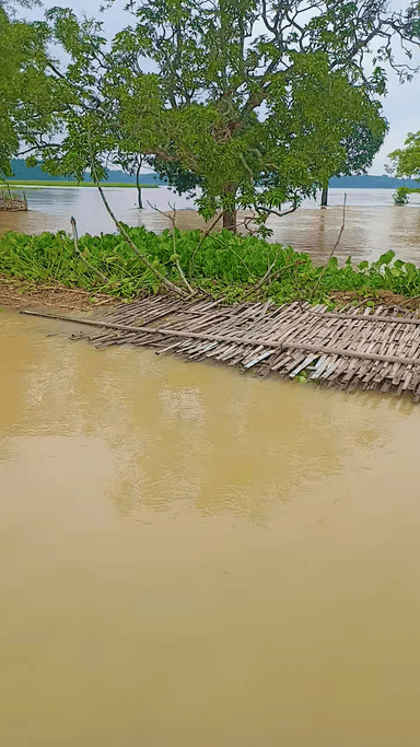 तरौना भोजपुर पंचायत के वार्ड संख्या 13, 14 में किडिया नदी पर बाढ़ से प्रभावित, ग्रामीण लोगों को आने जाने पर बहुत दिक्कत