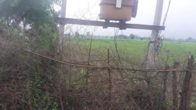 Madhya Pradesh ke nasrullaganj kisanon ne hajaron ki sankhya mein अपनी-अपनी gayon ko Road per besahara Chhoda