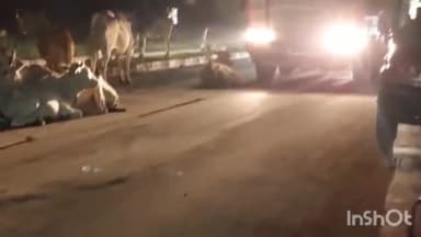 सिंगरौली: बैढ़न में बाइक सवार गाय से टकरा कर हुआ दुर्घटनाग्रस्त आई चोट इलाज जारी