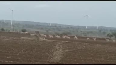 ಶಿರಹಟ್ಟಿ: ತಾಲ್ಲೂಕಿನ ರೈತರ ಜಮೀನುಗಳಲ್ಲಿ ಜಿಂಕೆಗಳ ಕಾಟ; ಬಿತ್ತನೆ ಮಾಡಿದ ಬೀಜ, ಸಸಿಗಳ ನಾಶ