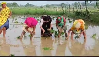 बलरामपुर: भाजपा की प्रदेश महामंत्री महिला मोर्चा अंजली मिश्रा ने ग्राम मदारा में मजदूरों के साथ की धान की रोपाई