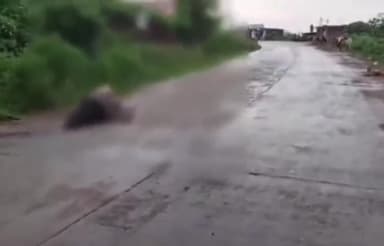 सिंगरौली: गढ़वा मुख्य मार्ग पर तेज रफ्तार परिवहन करते हाईवा वाहन ने गोवंश को मारी टक्कर, मौके पर गोवंश की हुई मौत