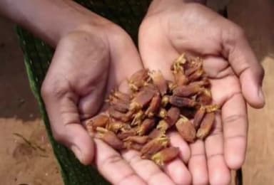 सूरजपुर: जिले के आबकारी विभाग ने 22 लीटर अवैध महुआ शराब व 220 किलो महुवा लाहन जप्त किया है